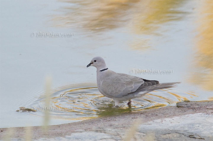 Türkentaube Türkentaube