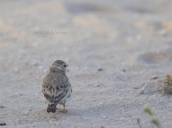 Weißstirnlerche Weißstirnlerche