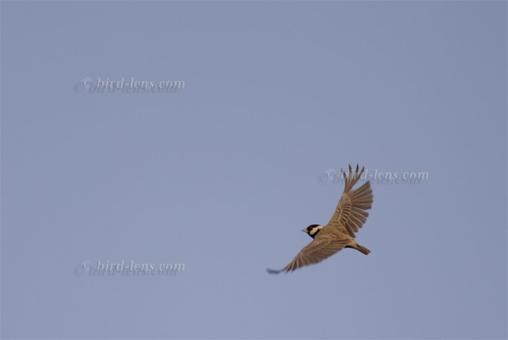 Weißstirnlerche Weißstirnlerche