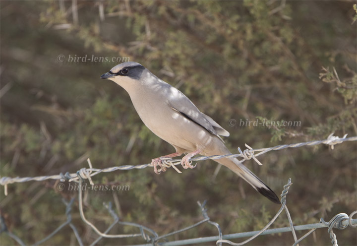 Seidenwürger Seidenwürger