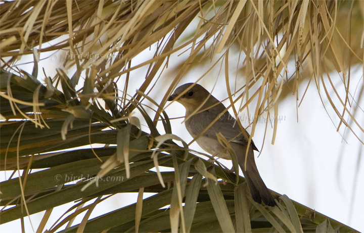 Seidenwürger Seidenwürger
