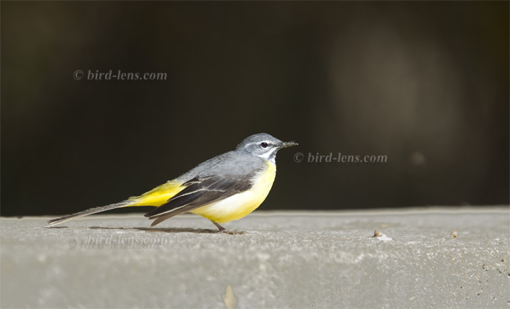 Gebirgsstelze Gebirgsstelze