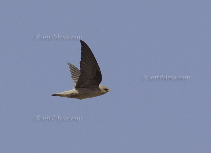 Wüstenschwalbe Wüstenschwalbe