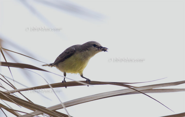 Erznektarvogel Erznektarvogel