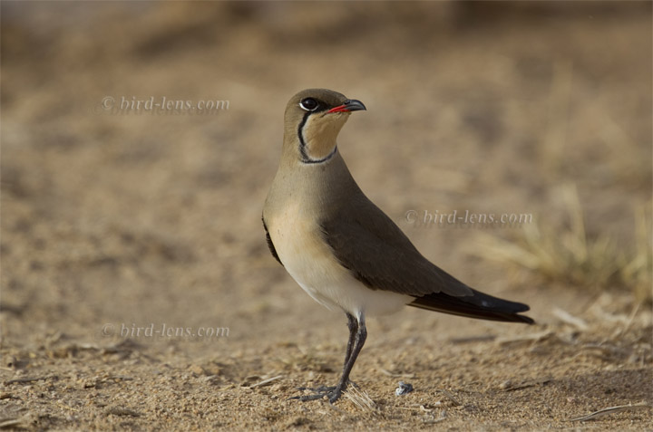 Rotflügel-Brachschwalbe Rotflügel-Brachschwalbe