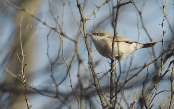 Klappergrasmücke Klappergrasmücke