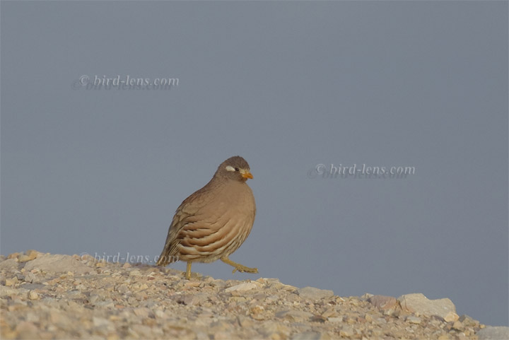 Arabisches Wüstenhuhn Arabisches Wüstenhuhn