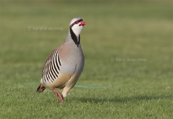 Chukarhuhn Chukarhuhn