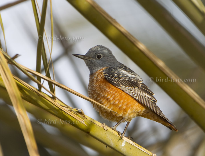 Steinrötel Steinrötel