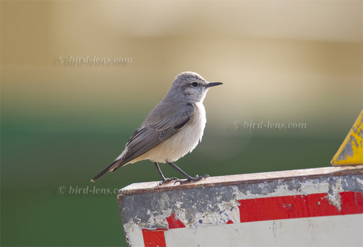 Rotbürzelsteinschmätzer