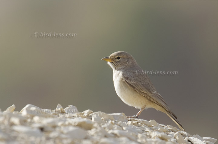 Steinlerche Steinlerche