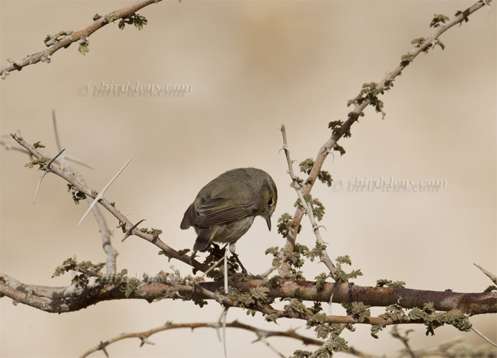 Eichenlaubsänger Eichenlaubsänger