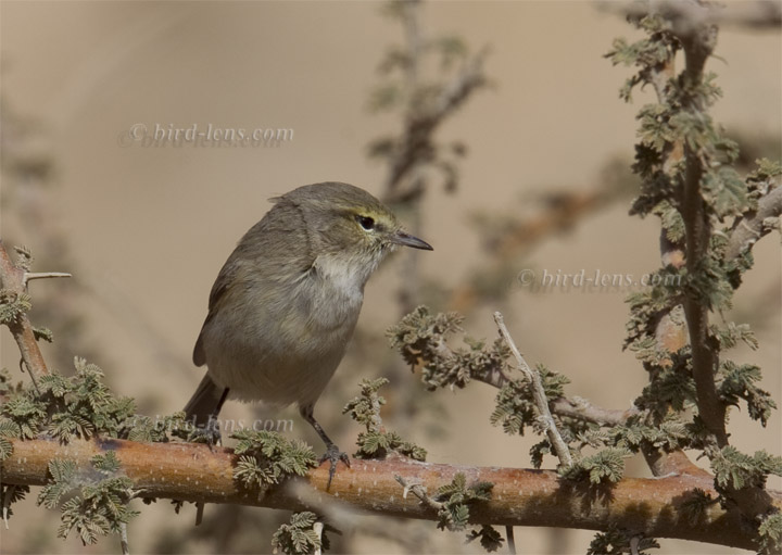 Eichenlaubsänger Eichenlaubsänger