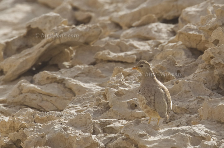 Arabisches Wüstenhuhn Arabisches Wüstenhuhn