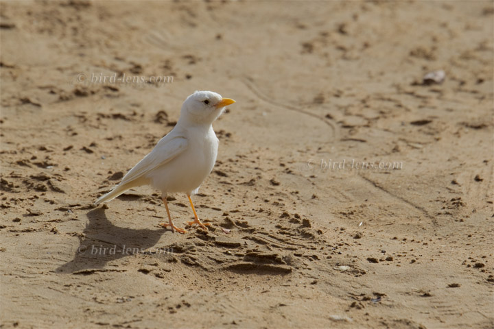 Steinlerche Steinlerche