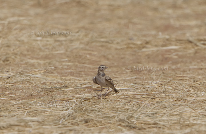 Kurzzehenlerche Kurzzehenlerche