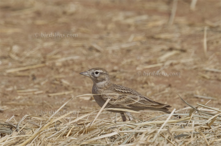 Kurzzehenlerche Kurzzehenlerche