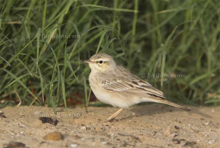 Brachpieper Brachpieper