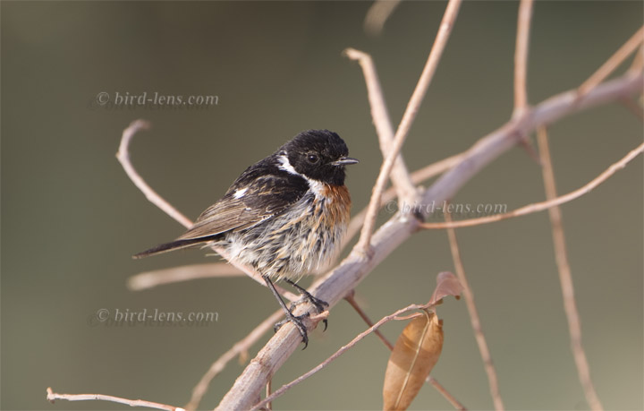 Sibirisches Schwarzkehlchen Sibirisches Schwarzkehlchen