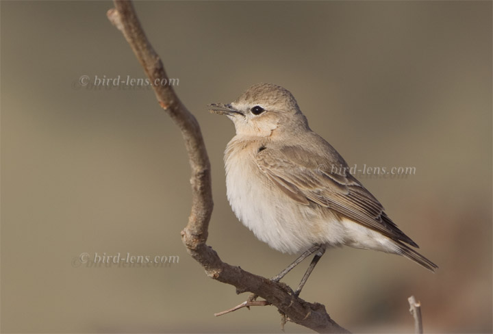 Isabelline Wheatear