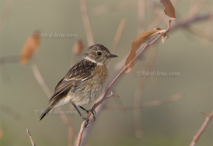 Sibirisches Schwarzkehlchen Sibirisches Schwarzkehlchen