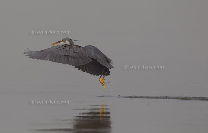 Küstenreiher Küstenreiher