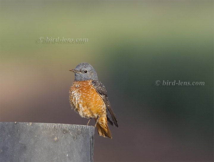 Steinrötel Steinrötel