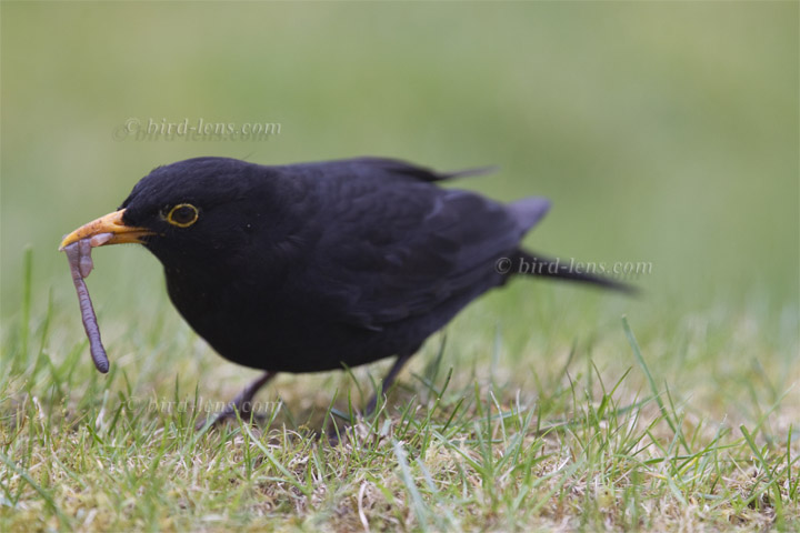Amsel Amsel