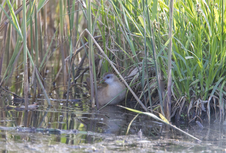 Kleines Sumpfhuhn Kleines Sumpfhuhn