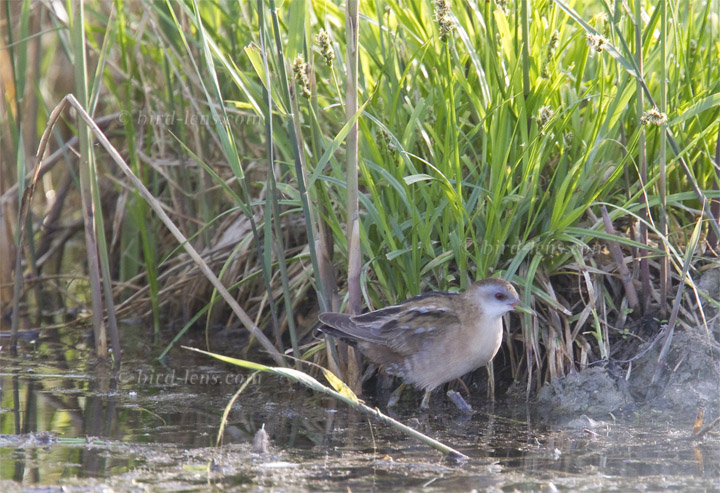 Kleines Sumpfhuhn Kleines Sumpfhuhn