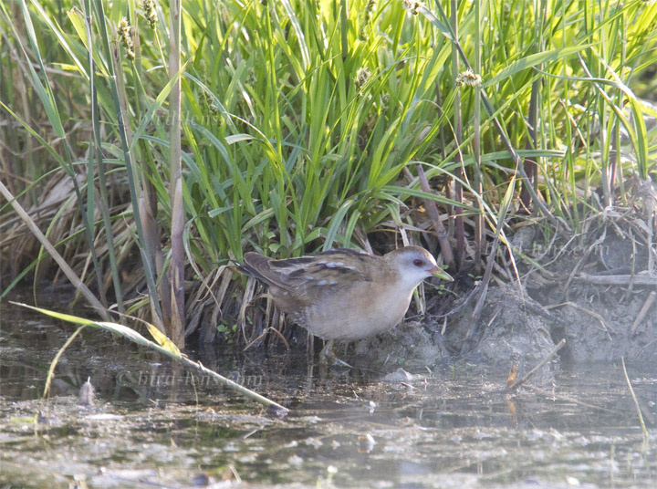 Kleines Sumpfhuhn Kleines Sumpfhuhn