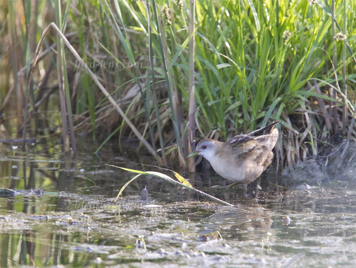 Kleines Sumpfhuhn Kleines Sumpfhuhn