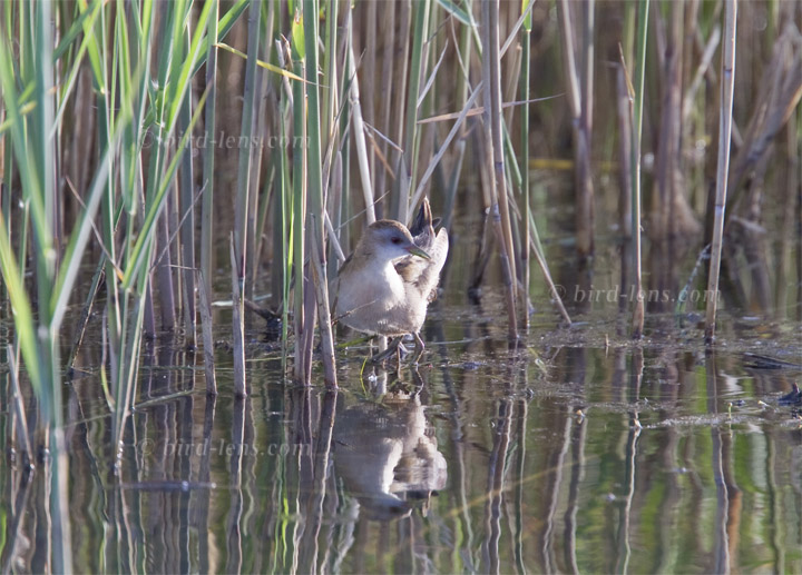 Kleines Sumpfhuhn Kleines Sumpfhuhn