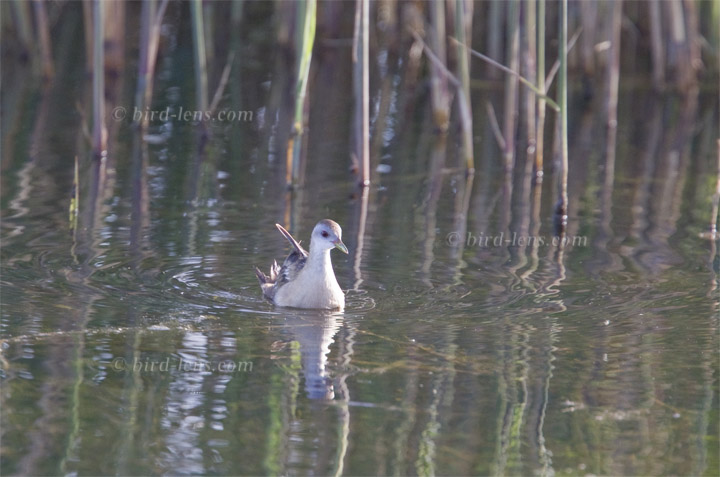 Kleines Sumpfhuhn Kleines Sumpfhuhn