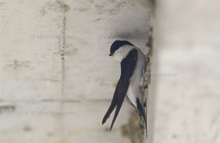 Mehlschwalbe Mehlschwalbe