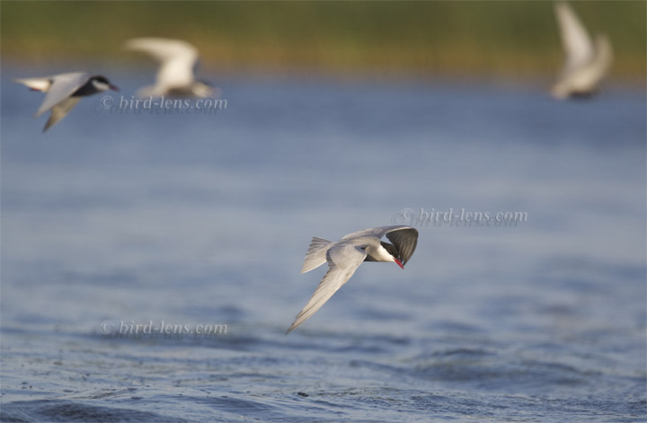 Weissbart-Seeschwalbe Weissbart-Seeschwalbe