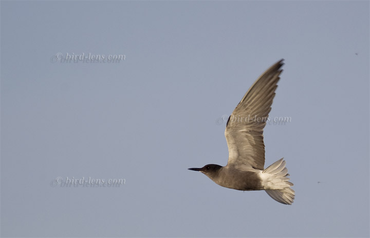 Trauerseeschwalbe Trauerseeschwalbe