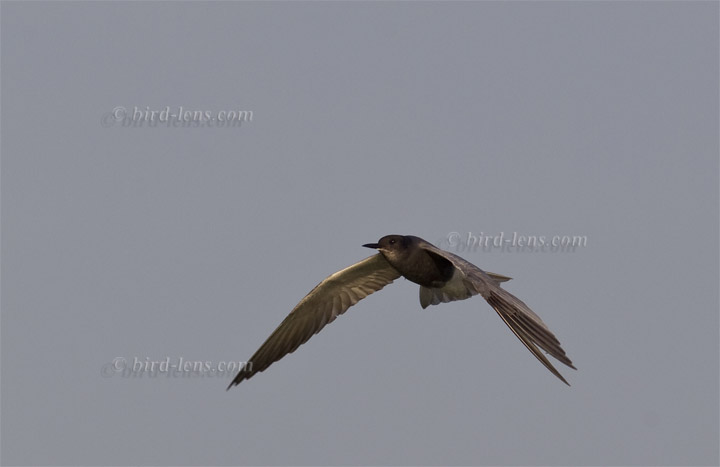 Trauerseeschwalbe Trauerseeschwalbe