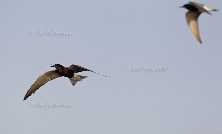 Trauerseeschwalbe Trauerseeschwalbe