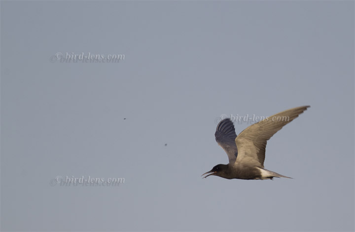 Trauerseeschwalbe Trauerseeschwalbe