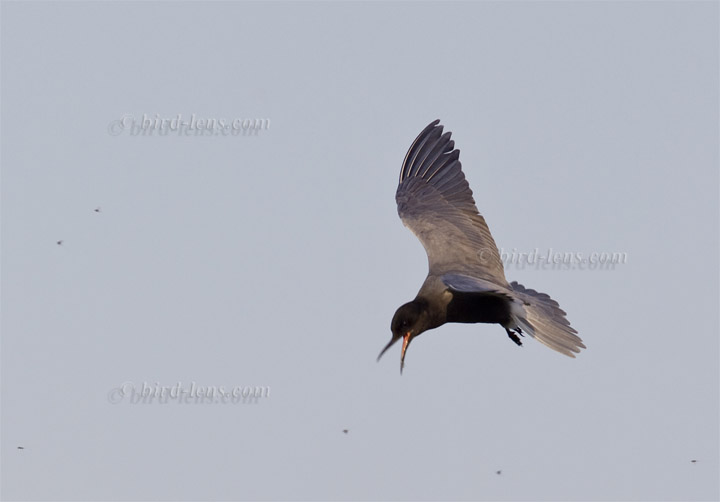 Trauerseeschwalbe Trauerseeschwalbe