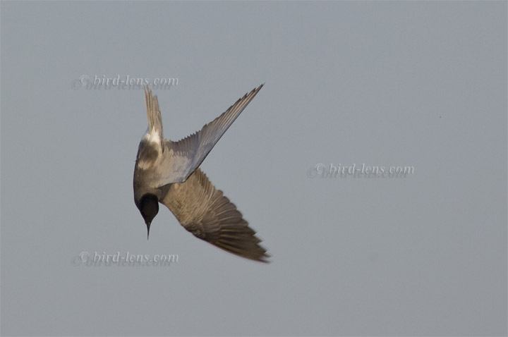 Trauerseeschwalbe Trauerseeschwalbe