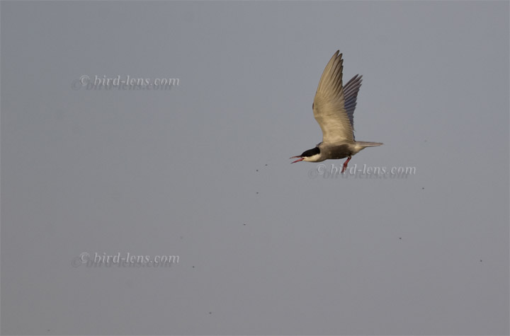 Weissbart-Seeschwalbe Weissbart-Seeschwalbe
