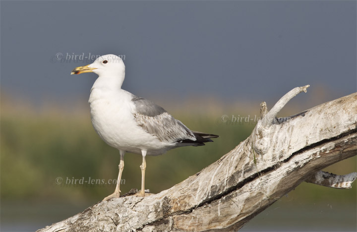 Steppenmöwe Steppenmöwe