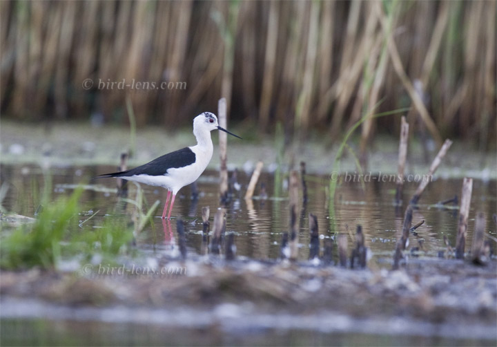 Stelzenläufer Stelzenläufer