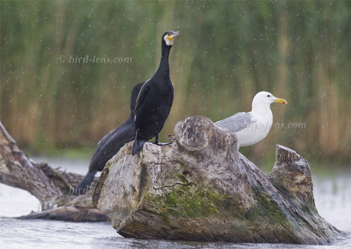 Steppenmöwe Steppenmöwe