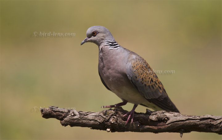 Turteltaube Turteltaube