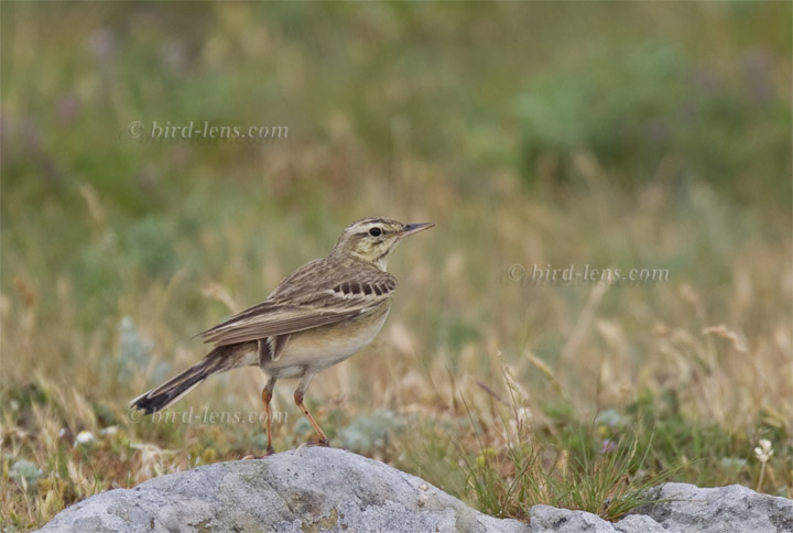 Brachpieper Brachpieper