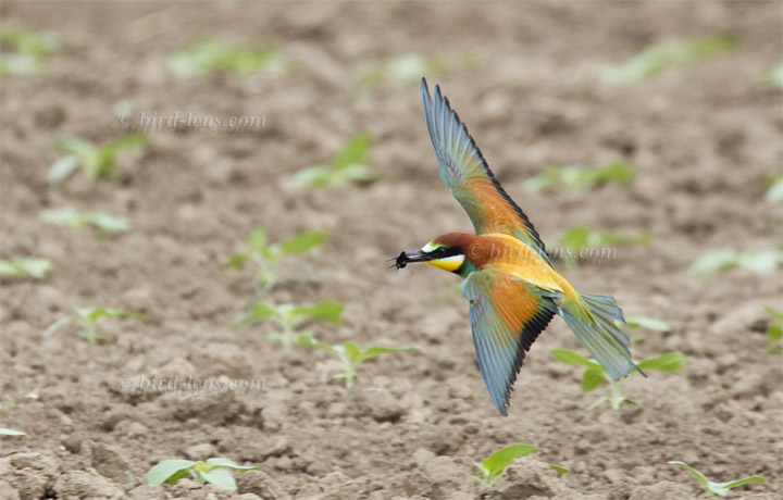Bienenfresser (europ.) Bienenfresser (europ.)
