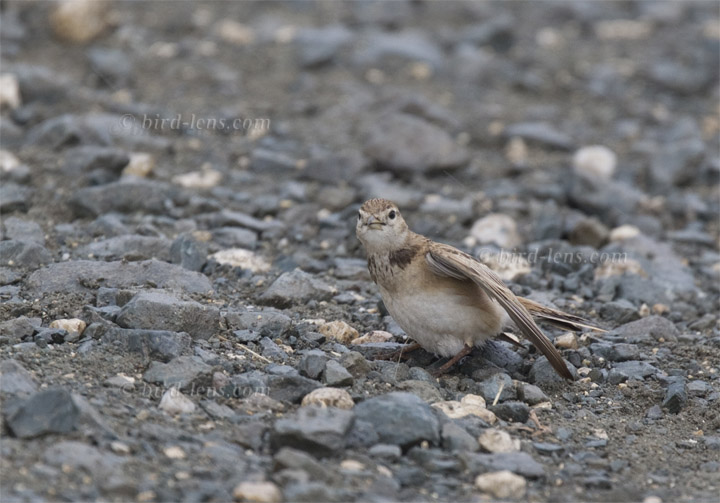 Kurzzehenlerche Kurzzehenlerche